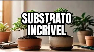 SUBSTRATO para BONSAI: CAQUEIRA de TELHA e TIJOLO MUÍDO 🌿🧱 | DIY Econômico #CaqueiraBonsai