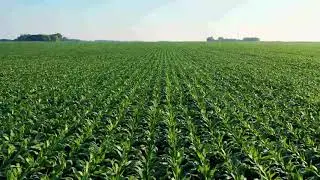 Drone Footage Of A Plantation beautiful Corn Harvesting 4K UHD