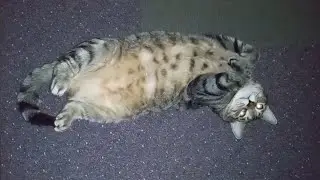 Cat Relaxing on Its Back