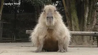 Amazing Capybara's Travels On a Snowy, Freezing Winter's Day
