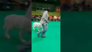 АНГЛИЯ,КРАФТ 2020 ЛУЧАНО ЛУЧШИЙ!!!