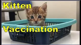 Vaccination Basics for Kittens, a Guide to Essential Shots and Timing