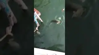 Small mouth bass trying to steal bait on Barlow Lake
