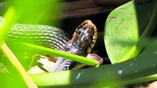 Green Cay Wetlands, Boynton Beach, Florida - Wildlife Photo Slideshow with Music (October 18, 2023)