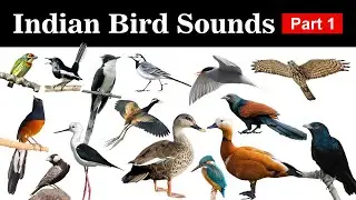 Indian Birds Sounds - Part 1 | Songs and Calls of Birds from India
