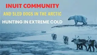 Hunting in Extreme Cold: Inuit Community and Sled Dogs in the Arctic | ASMR