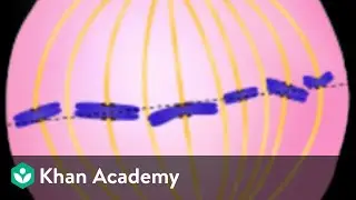 Mitosis | Cell Cycle and Cell Division | Biology | Khan Academy