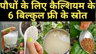 हर 15 दिनों पर 6 फ्री के कैल्शियम को सभी पौधो की मिट्टी मे मिला दें#calcium#gardening#homemadekhad