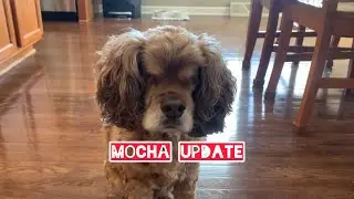 Mocha Puppy Update! #mocha #blind #noeyes #glaucoma #dog #cockerspaniel