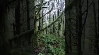 The Dark Woods of Winter. #shorts #cycling #mtb