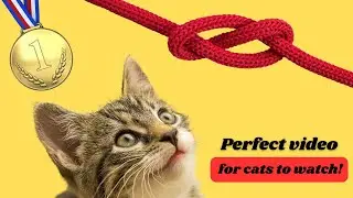 ❗PERFECT CAT GAMES!  Catch string, bird sounds... 🙀- CAT TV for cats to watch | 1 hour