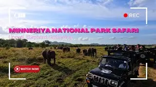 Elephant Paradise in Sri Lanka! | Minneriya National Park