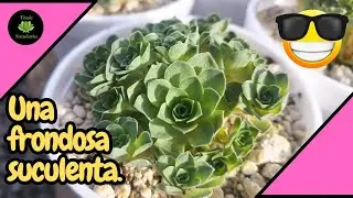 Aeonium dodrantale y sus cuidados.