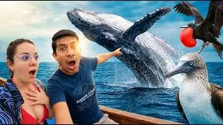 ¿VALE LA PENA visitar la Isla de la Plata? I LA MINI GALÁPAGOS 🏝️🐦🐋