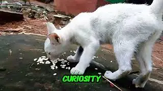 Adorable Kitten Playing After Eating 🐾 | Cutest Cat & Owner Bond Ever 😻 | Heartwarming Pet Moments