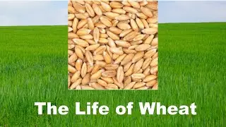 Wheat Life Cycle 101, How to Grow What Make Best Health Food Nutrition, 5-10 min Nature Crop Plant