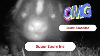 Ultra Zoom Close Ups - Skunk and Racoon Action on the Trail CAM