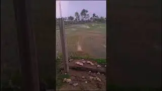 Hail Storm destroyed crops😭😭#hailstorm #agriculture #farming