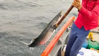 MANGROL BARA KING FISHING VIDEOS IN GUJARAT
