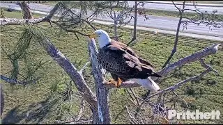 SWFL Bald Eagles: M15 -- super mate, provider and dad 🦅💖 2023 Jan 6