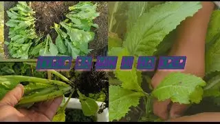 U JHUR BA MIH HI HA KPER .🥬🥦🫛