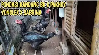 PACEK KANDANG PAKHOY BEWOK SILANGKAN DENGAN BETINA BANGKOK KLASIK PUKUL BOM