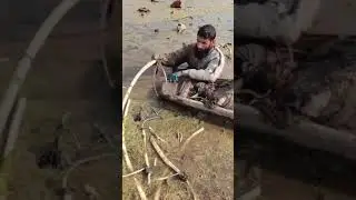 Kashmiri Nadru (Lotus_Stem) Harvesting