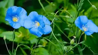 Beautiful Relaxing Music for Stress Relies, Study & Depression