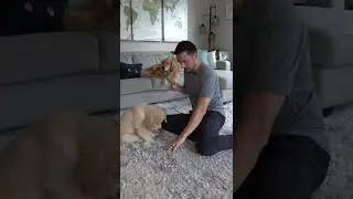 Одна из самых важных вещей, которой нужно научить свою собаку! #золотистыйретривер #дрессировкасо...