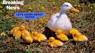 Let's Learn about Ducks I Animal Habitat #animalsforkids #ducks