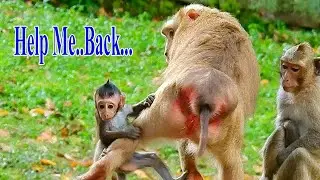 OLD MOM JADE FELL SCHOCKING WHEN SEEING BABY JINX WAS CATCHING BY PIGTAIL MONKEY