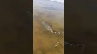 Enjoy relaxing fishing videos with great fishing