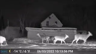 ASMR - Maine Highlands CritterCam.  Derby Hill Deer Feeding 12-22-25 B