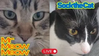 🐾 Sock & Mr. MeowMeow&rsquo;s Playtime Party LIVE! 🎉 #StrangeDR #SockTheCat #sockandmeow #FunnyCats