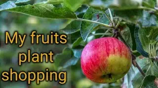 My fruits and veggies plant shopping || plant shopping haul || fruits plant shopping
