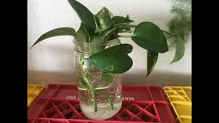 It's Not Plant Murder! The best way to propogate Pothos!