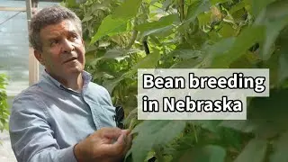 Bean Breeding: The Importance of Greenhouse, How Breeders Do Crosses, and More!