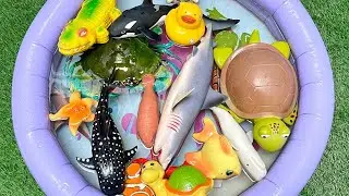 Preschool Ocean Discovery | Simple Sea Creatures for Kids