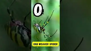 Incredible Insects A to Z 🐞 | Fun Insect Alphabet Song for Kids | UZR Learning | #abcd #kids #shorts