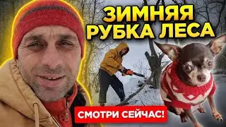 Соболезную пострадавшим. Своё сделал. Закончилась еда Ляли и Софы