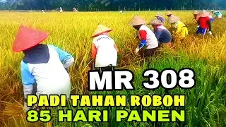 PANEN PADI MR 308 PADI CEPAT PANEN DAN TAHAN ROBOH