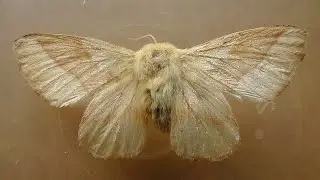 Malacosoma neustria (коконопряд кольчатый)