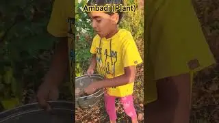 Ambadi # Amadi Plant Ka Phool Todne Gayi 🌸 | Mini Garden Fun Moment&rdquo; #greenplant