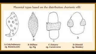 Types of placenta in the animal kingdom