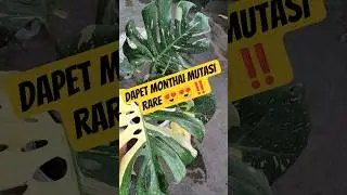 Unboxing Monthai 😍😍😍😍‼️‼️ #plants #tanamahias #aroidlover
