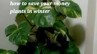 How to save your money plants (pothos) in winters. Winter care for plants.