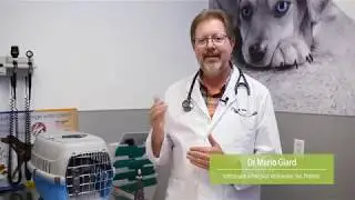 Comment tailler les griffes de votre oiseau ?