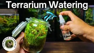 How To Water A Terrarium - Simple Beginner Guide