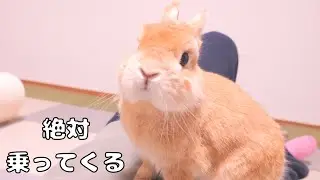 寝ようとすると必ずお腹に乗ってきて自分の要求を伝えてくるウサギ【No.1834】