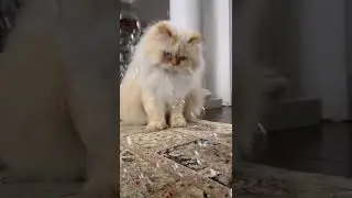 Owner gives cat catnip bubbles, the effects are a little delayed!
